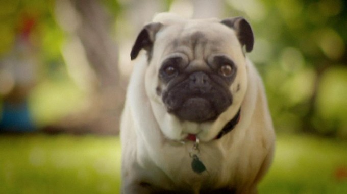 Portfolio_Pug_Atack